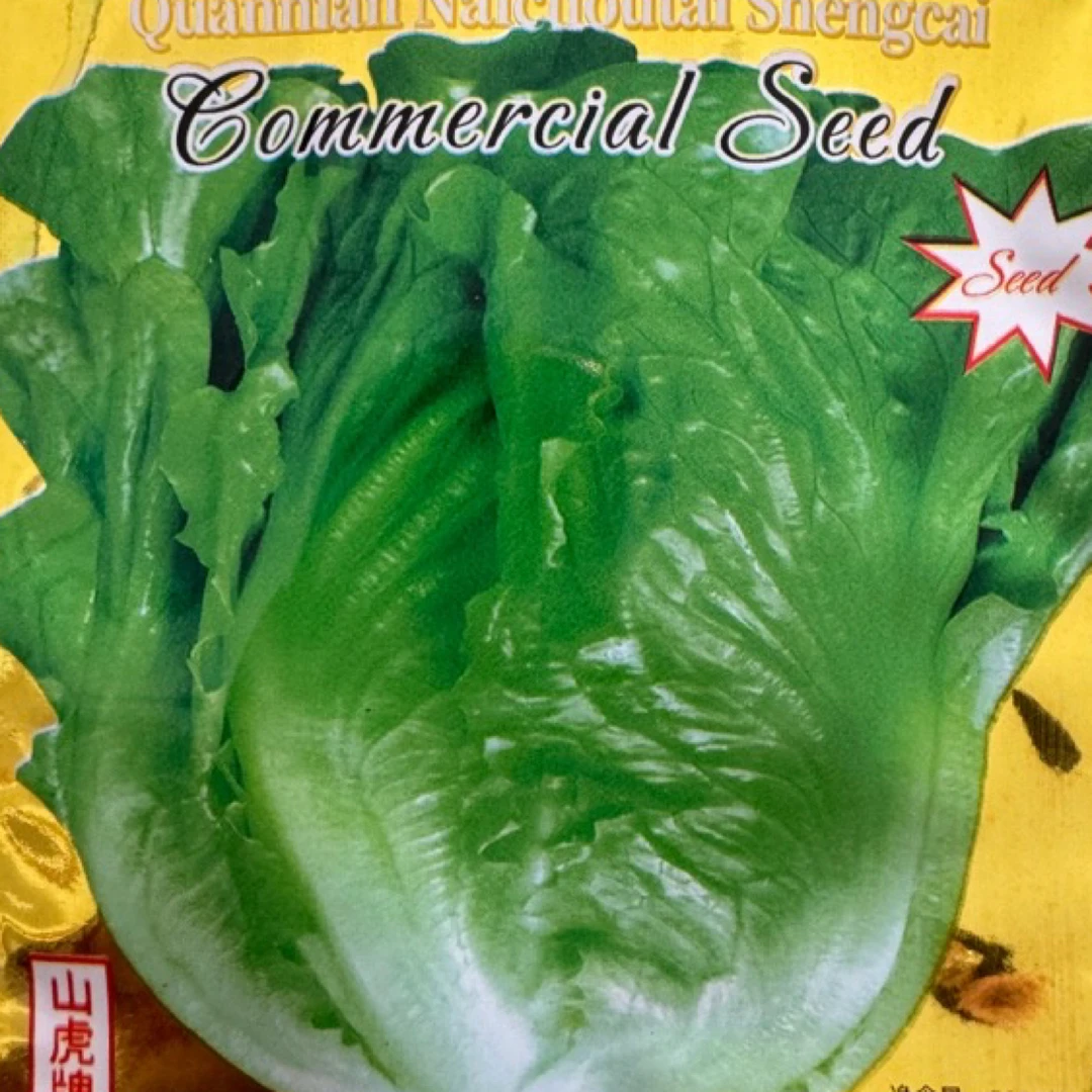 耐抽苔大生菜籽种子四季菜籽蔬菜一年四季