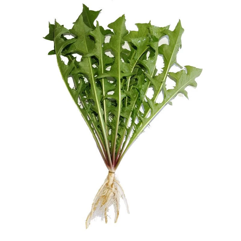 野生蒲公英种子种籽四季婆婆丁种孑春秋冬季种植药用盆栽蔬菜青菜