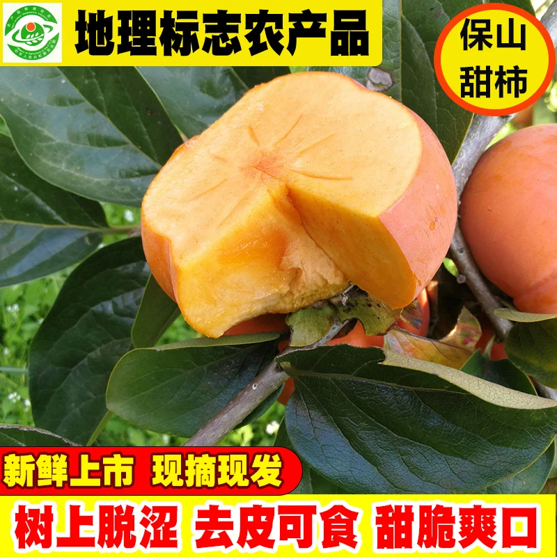 新鲜云南保山脆柿云南脆柿子云南柿子保山脆柿苹果柿子甜脆现摘