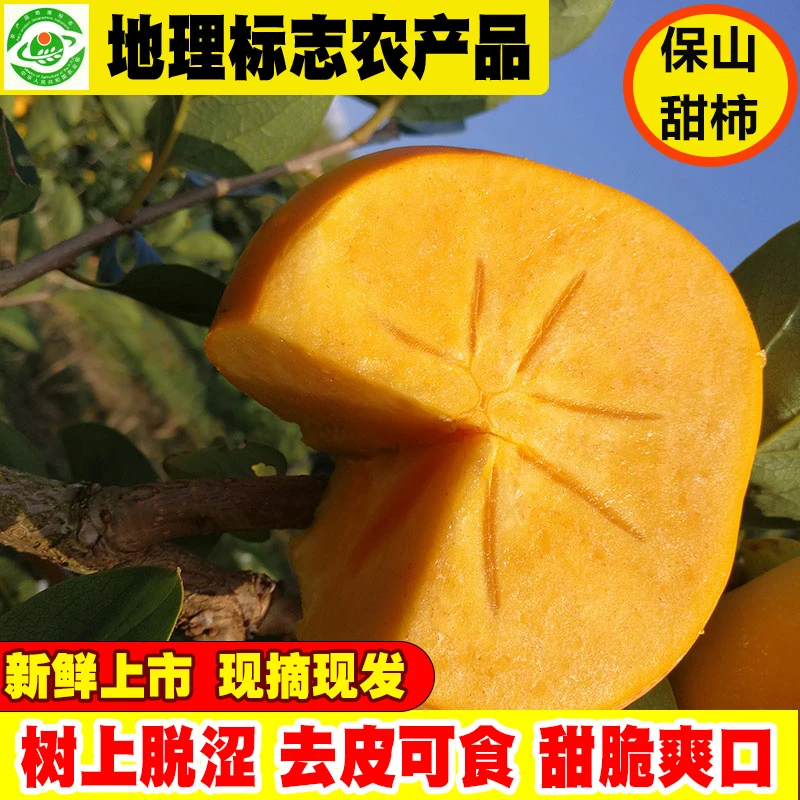 甜脆现摘新鲜云南保山脆柿云南脆柿子云南柿子保山脆柿苹果柿子