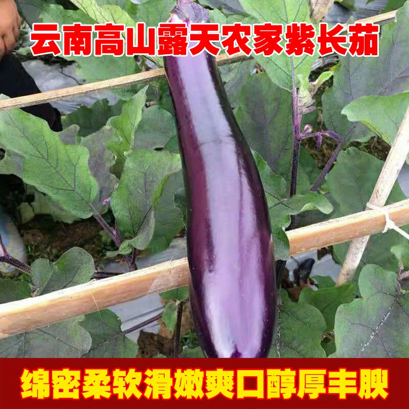 农家种植云南高山露天紫色长茄子新鲜现摘整箱包邮时令蔬菜批发