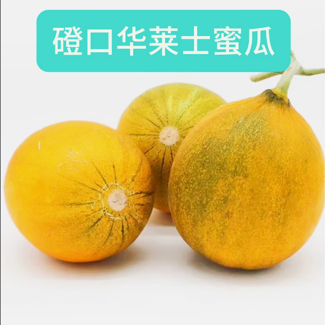 磴口华莱士蜜瓜  净重 8.5斤  河套特产    甜而不腻    清香四溢