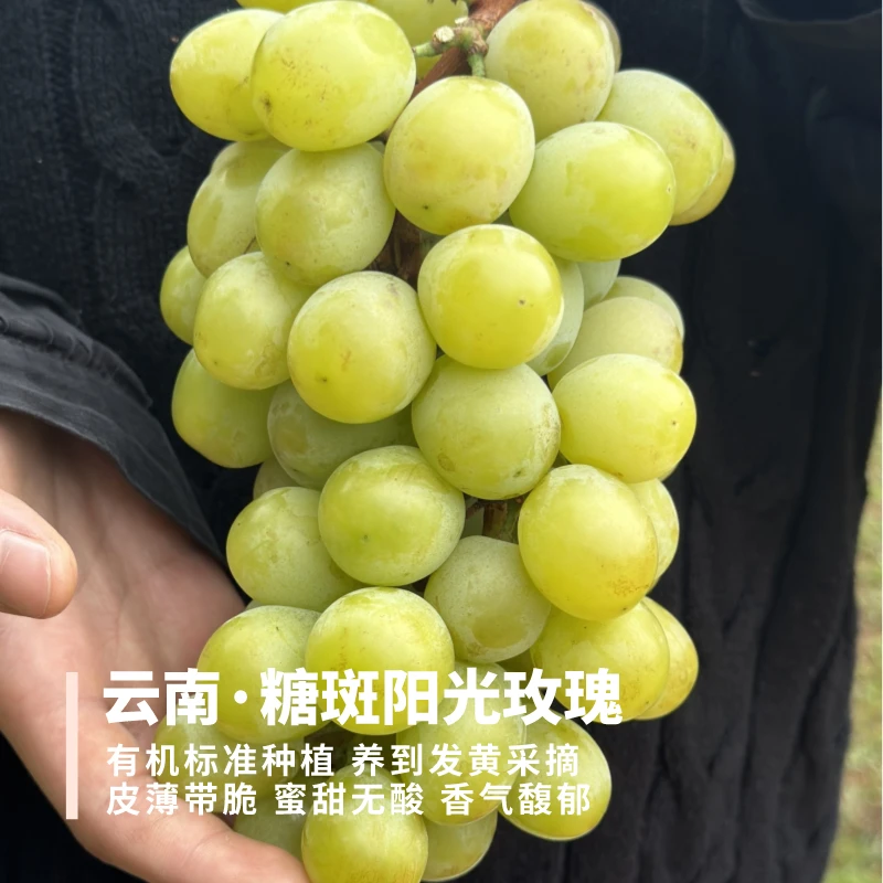 糖斑阳光玫瑰 云南建水 粒小发黄带斑但浓香浓甜 堪比进口甜地球
