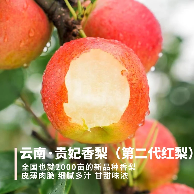 贵妃香梨 云南第二代红梨 皮薄肉酥脆甘甜多汁九甜一酸风味足清爽