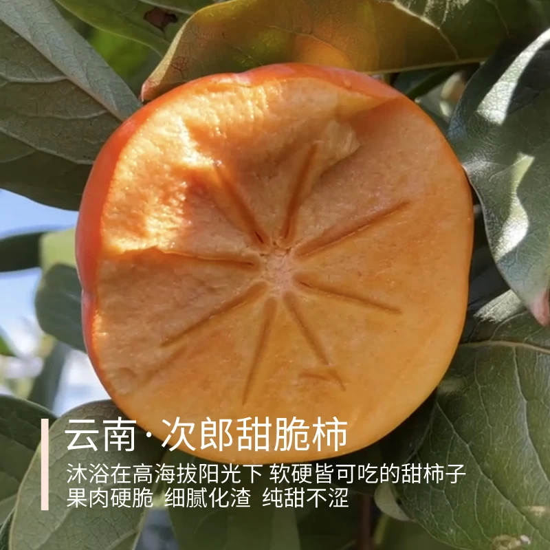 次郎甜脆柿 云南脆柿 纯甜 硬吃脆甜 软吃蜜甜 去皮不涩口 3斤装