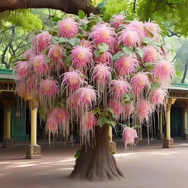 耐寒植物流苏树苗室外庭院风景树流苏花苗四月雪花卉盆栽好养的花