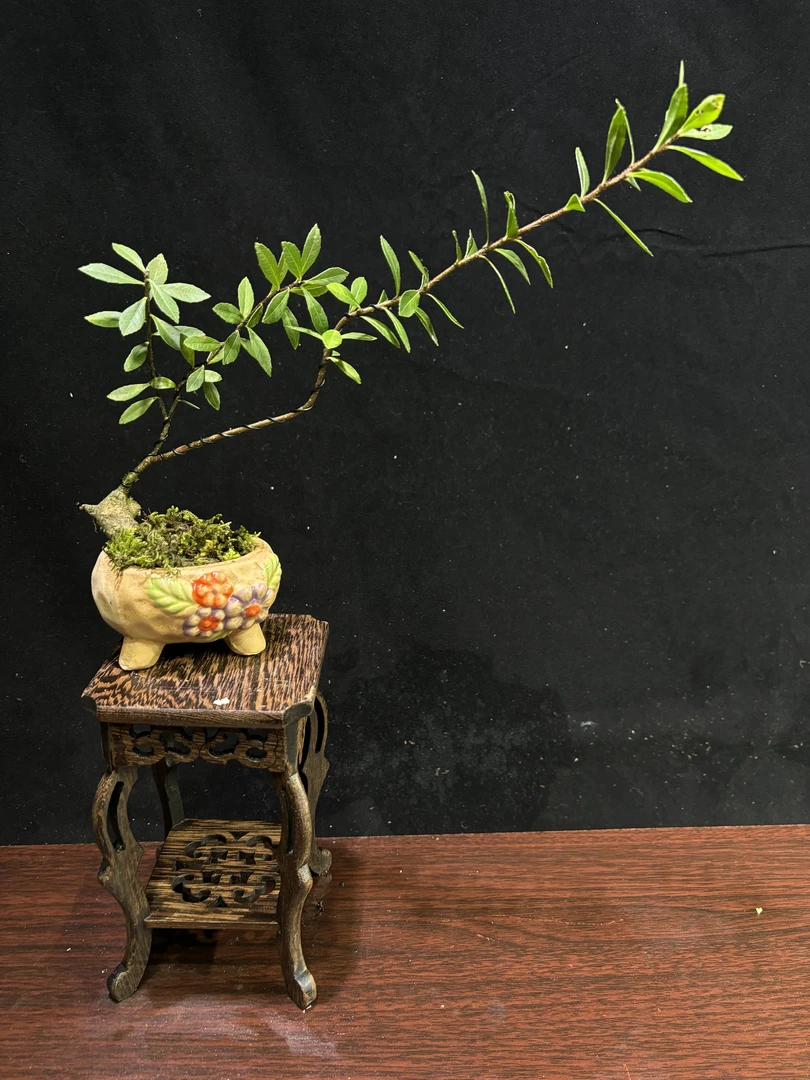 小叶五翅梅，新手茶台精品
