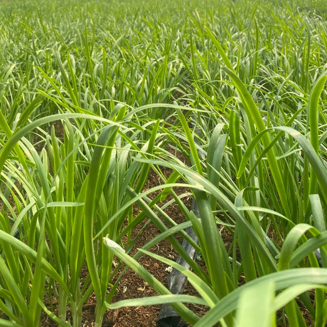 【汇峰农场】安心韭菜  新鲜现割  顺丰快递