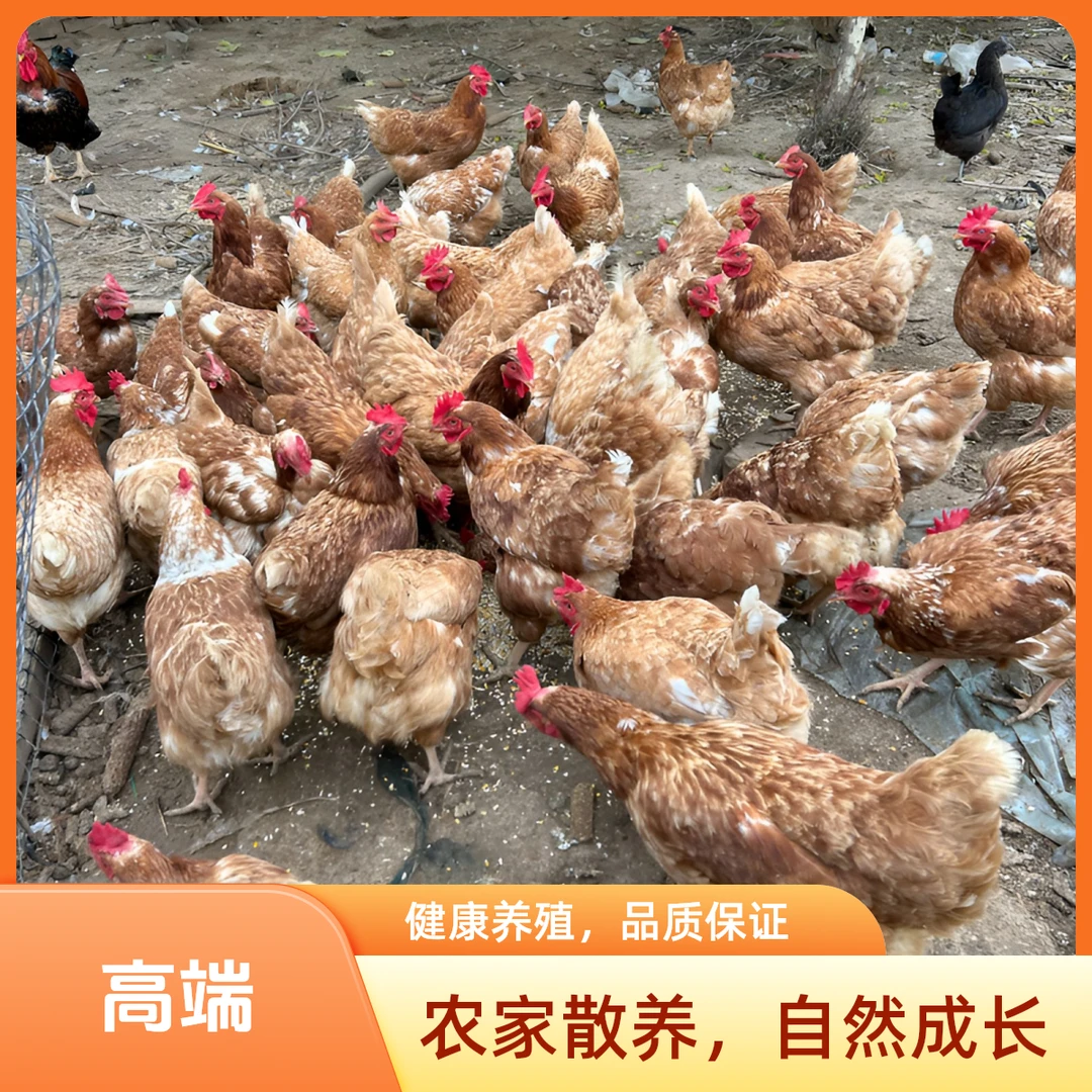 农家散养老母鸡 自然成长 无激素 无污染
