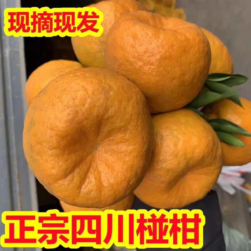 四川椪柑新鲜水果橘子纯甜现摘现发1斤