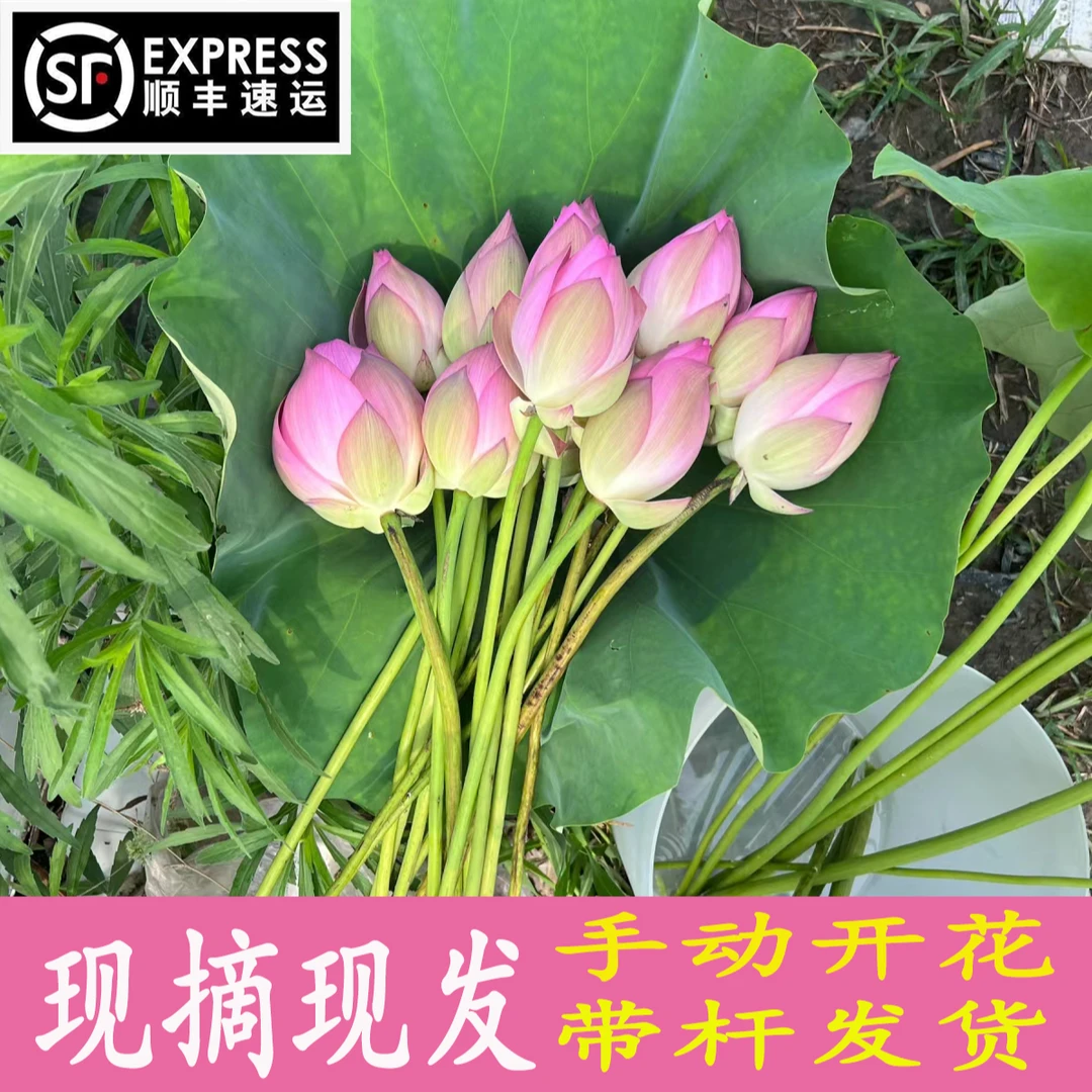 【顺丰空运】2025年湖北新鲜荷花带杆苞莲花切花骨朵食用鲜花摆件