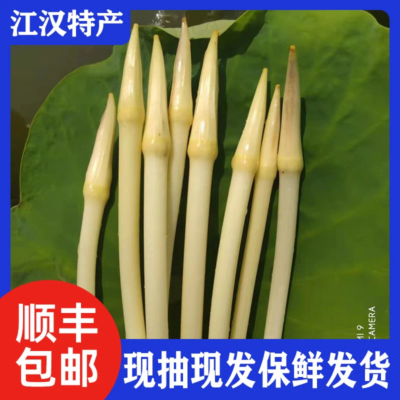 【顺丰包邮】2025新货现抽现发江汉平原特产新鲜藕带新鲜藕肠子藕尖