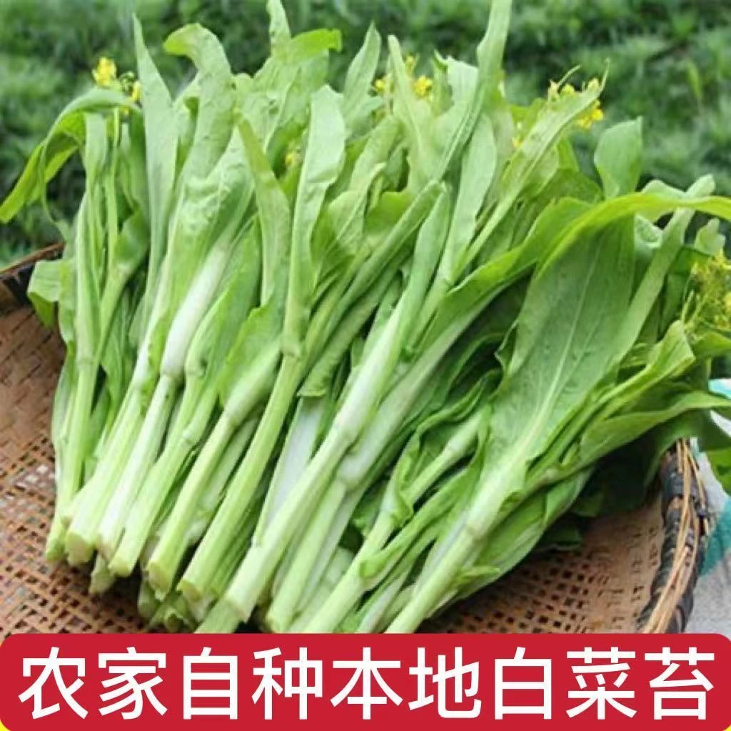 顺丰包邮现摘白菜苔现发2斤4斤菜苔菜苔新鲜湖北菜苔新鲜采摘