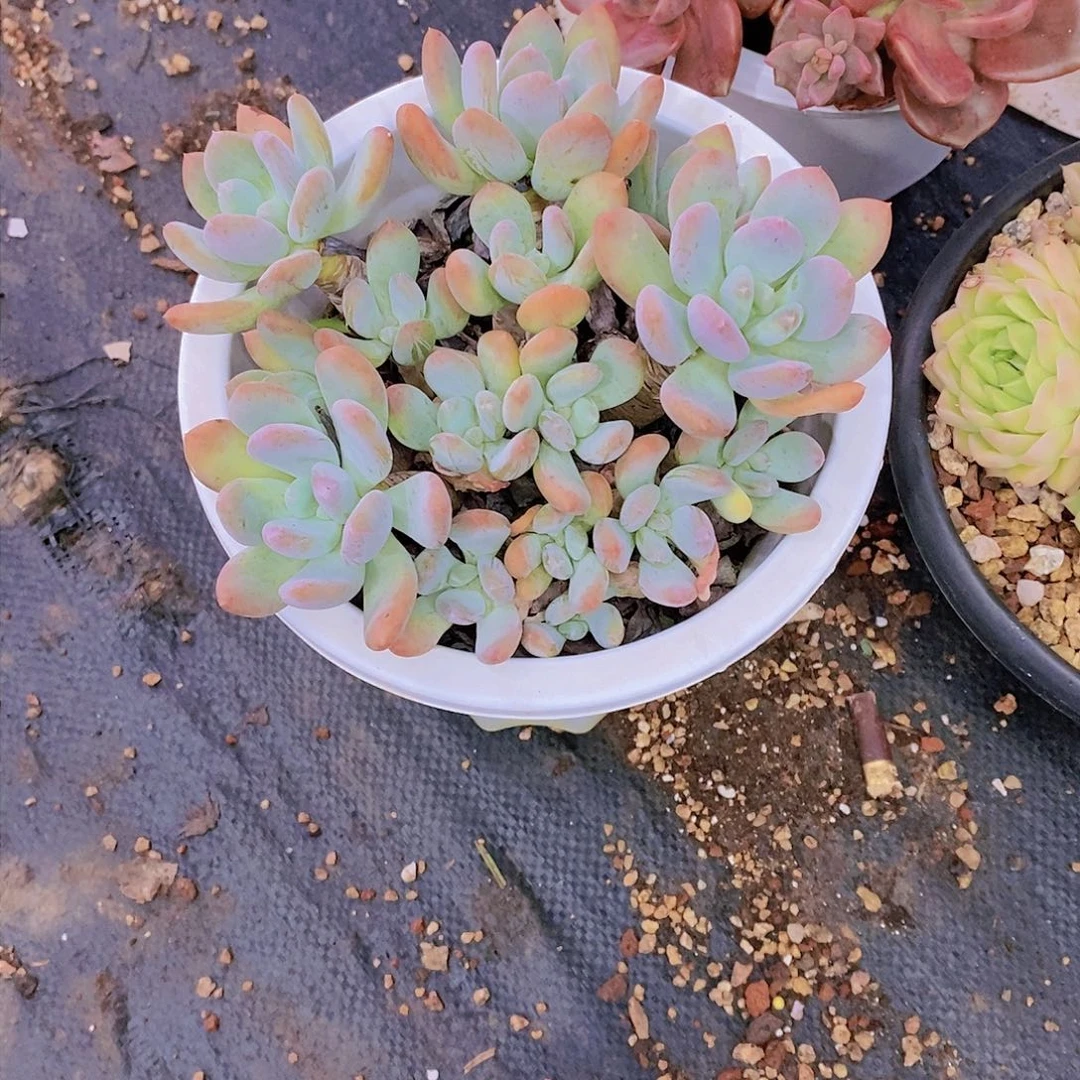 曾****6灰姑娘多肉植物群