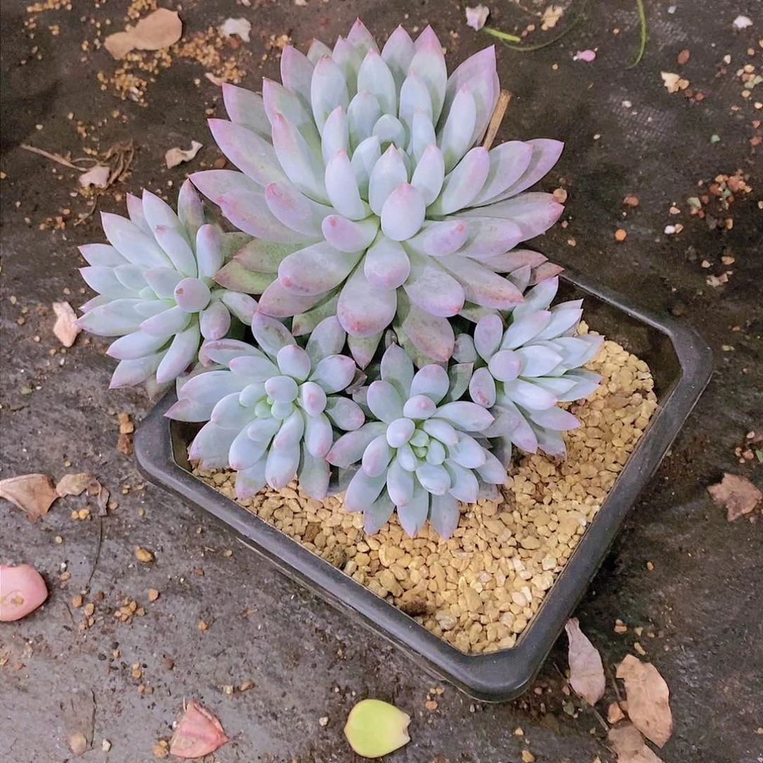 美*索罗门多肉植物群