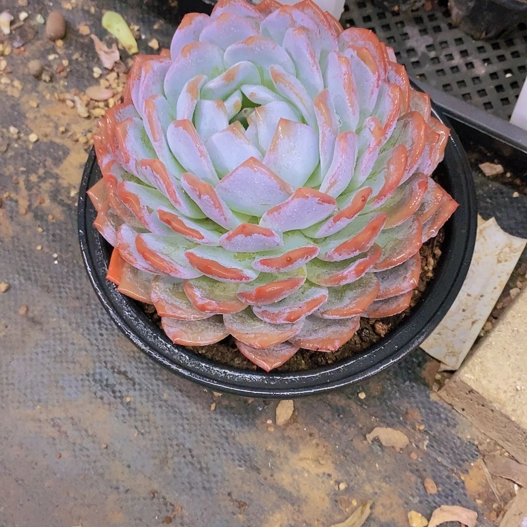 美**量大橙子多肉植物