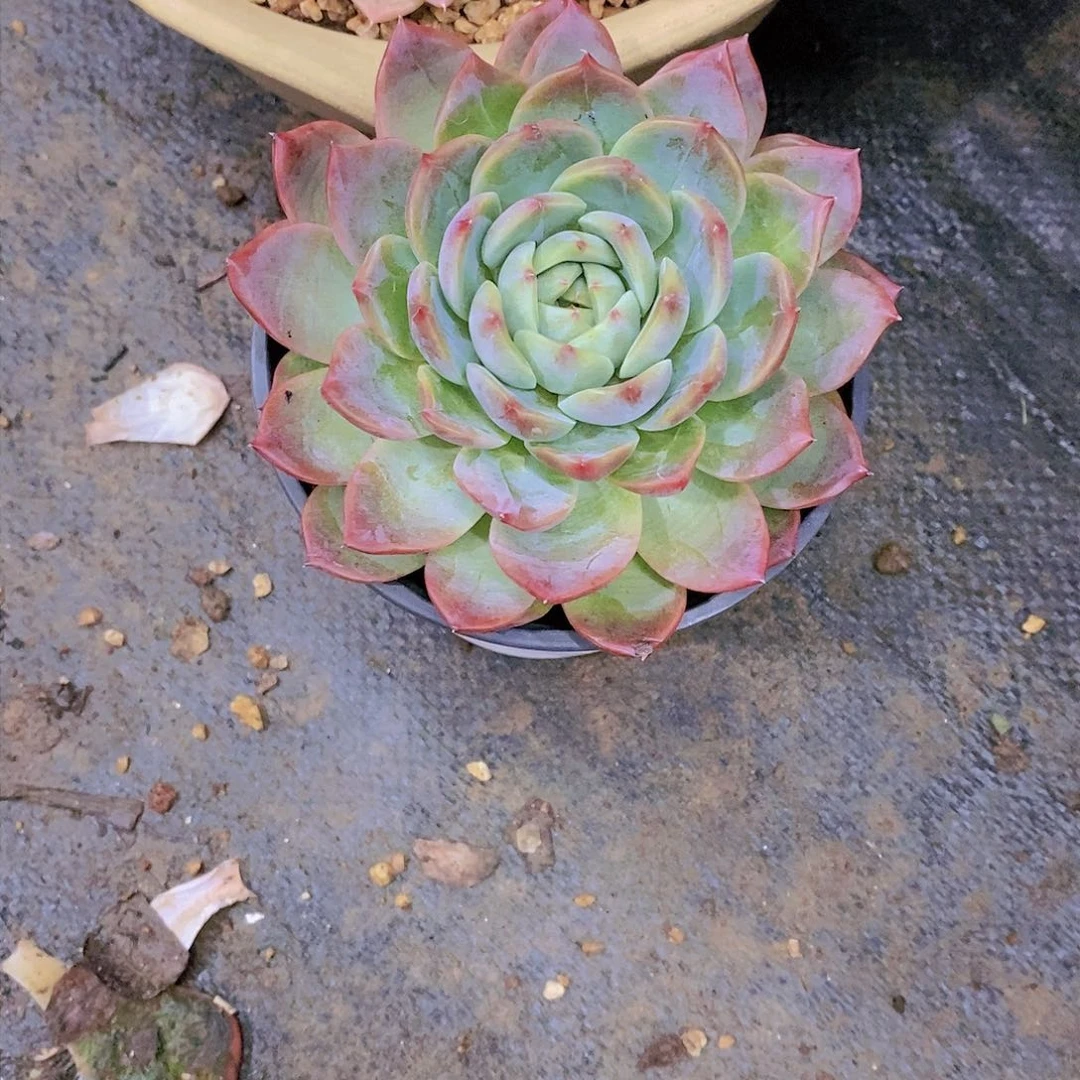 我****烤冰梦橙多肉植物
