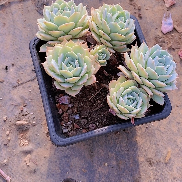 软*玫瑰多肉植物老桩