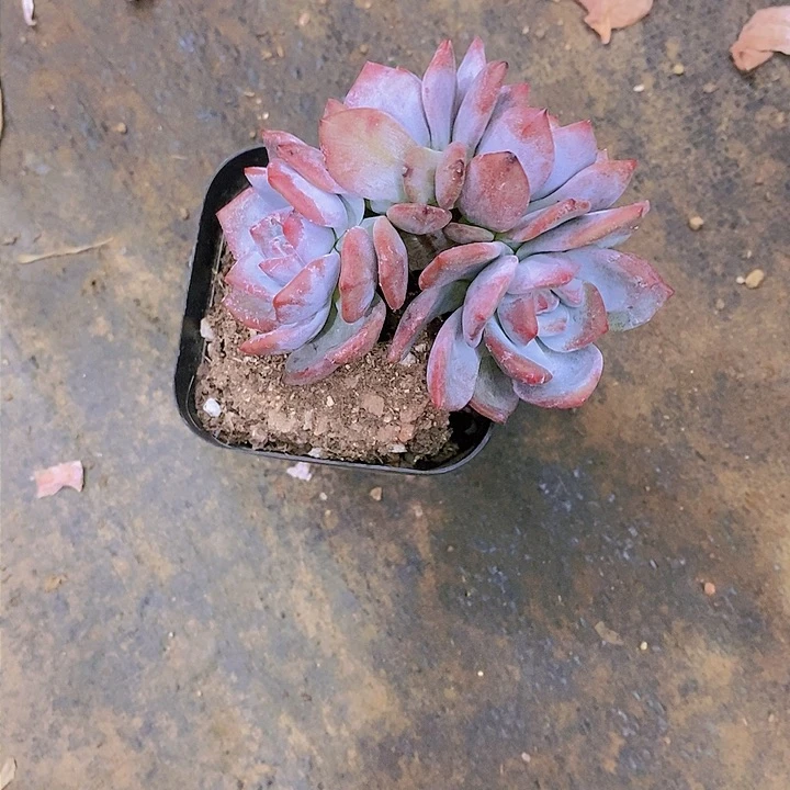 贝*星影多肉植物老桩
