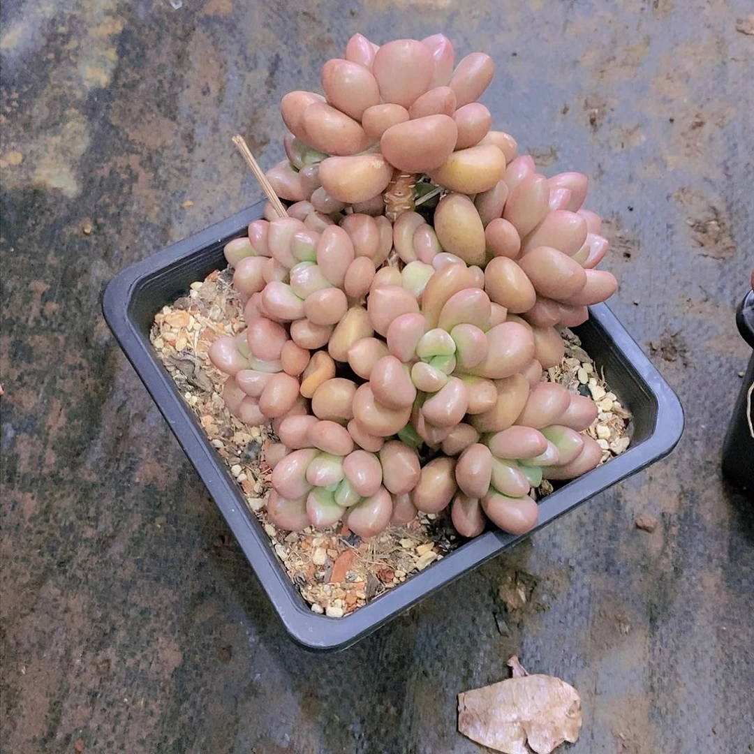 ?***?先峰派多肉植物