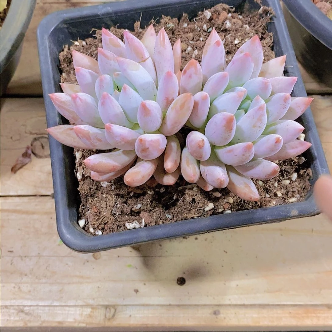 黙所罗门多肉植物老桩