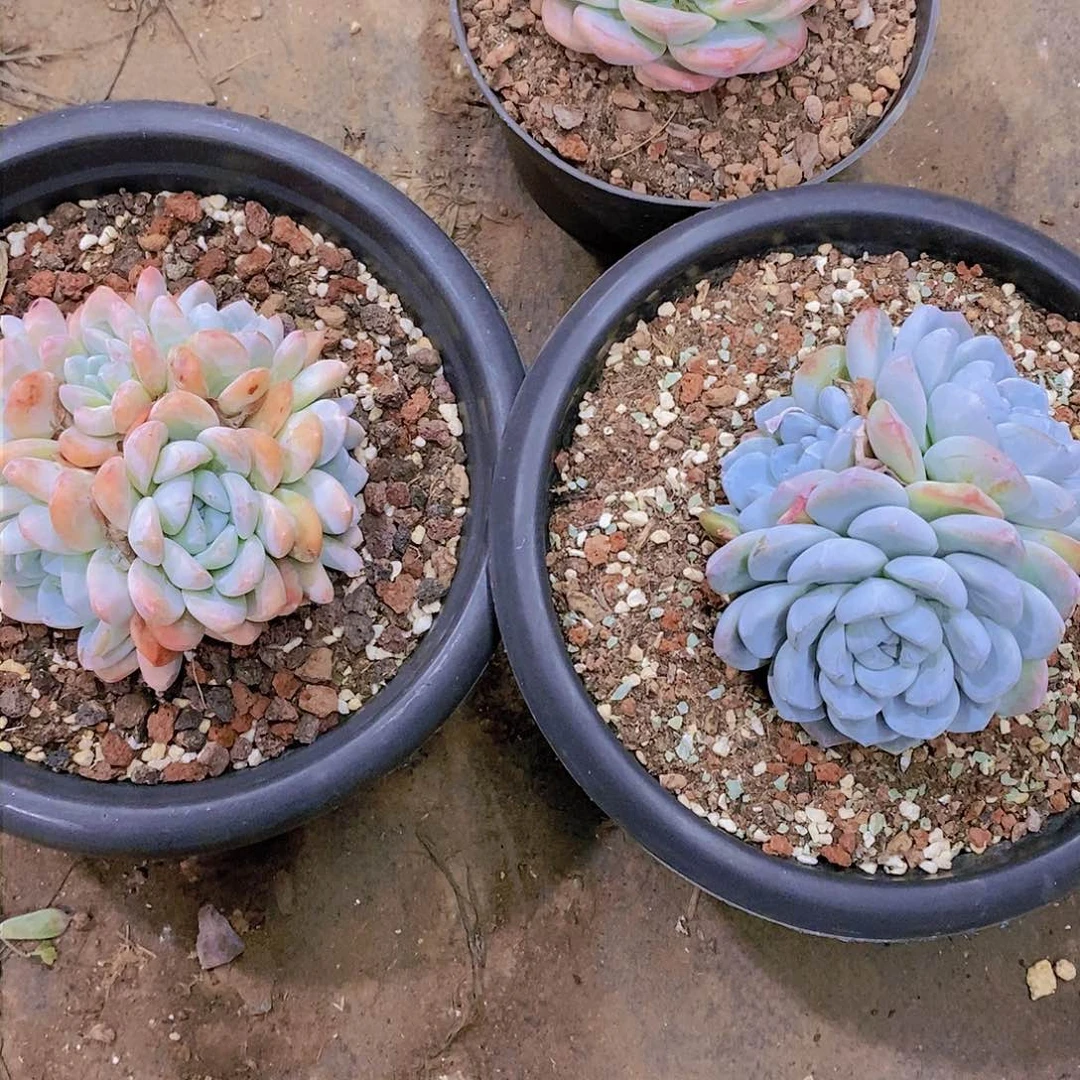 打**鱼冰玉多肉植物老桩