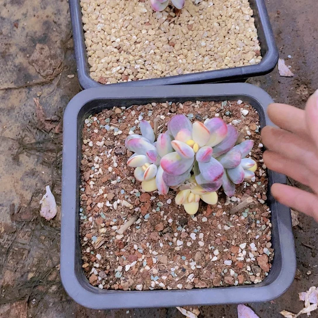 D****水福娘锦多肉植物老桩