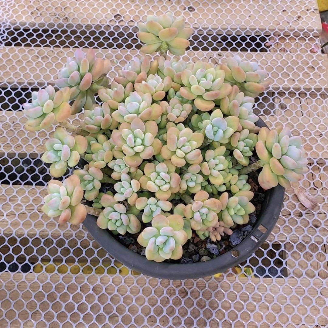 ✎****✎香水洛神多肉植物群