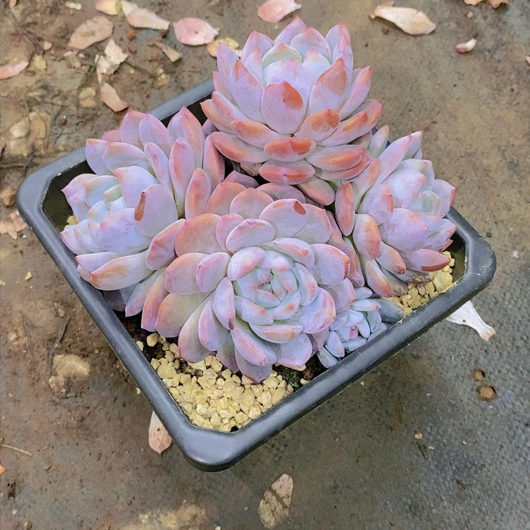 美*大橙子多肉植物群