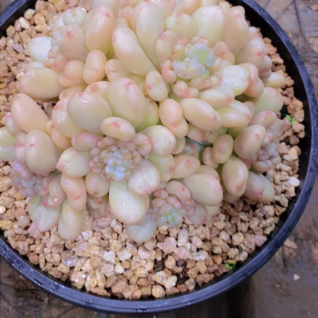 静****?比尔盖茨多肉植物老桩