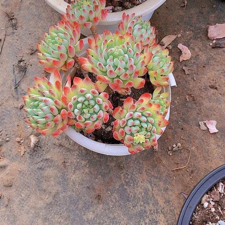 ?***?蓝萍果多肉植物