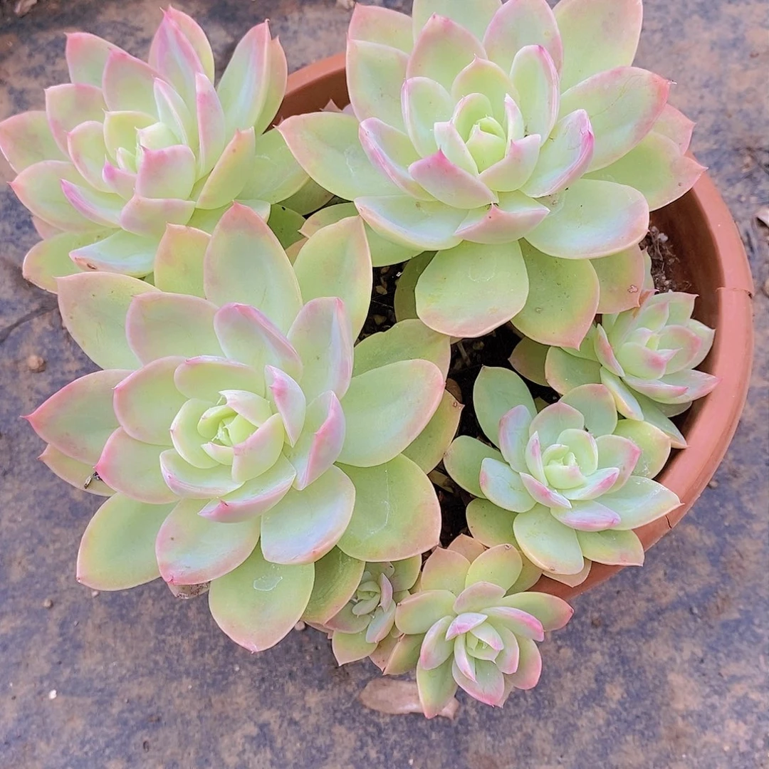 懂***?丝绸面沙多肉植物老桩