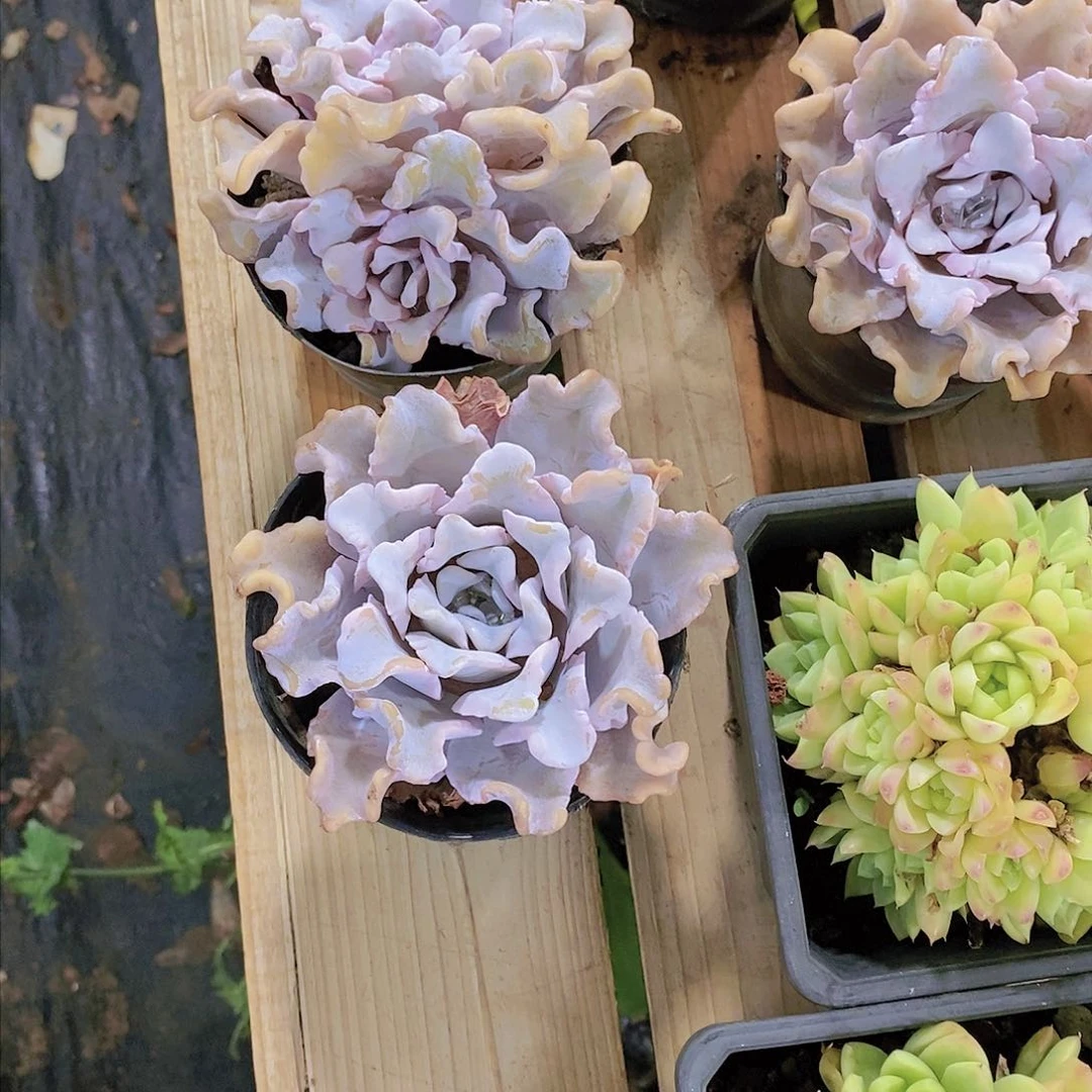 D***…白饺子皮多肉植物二个
