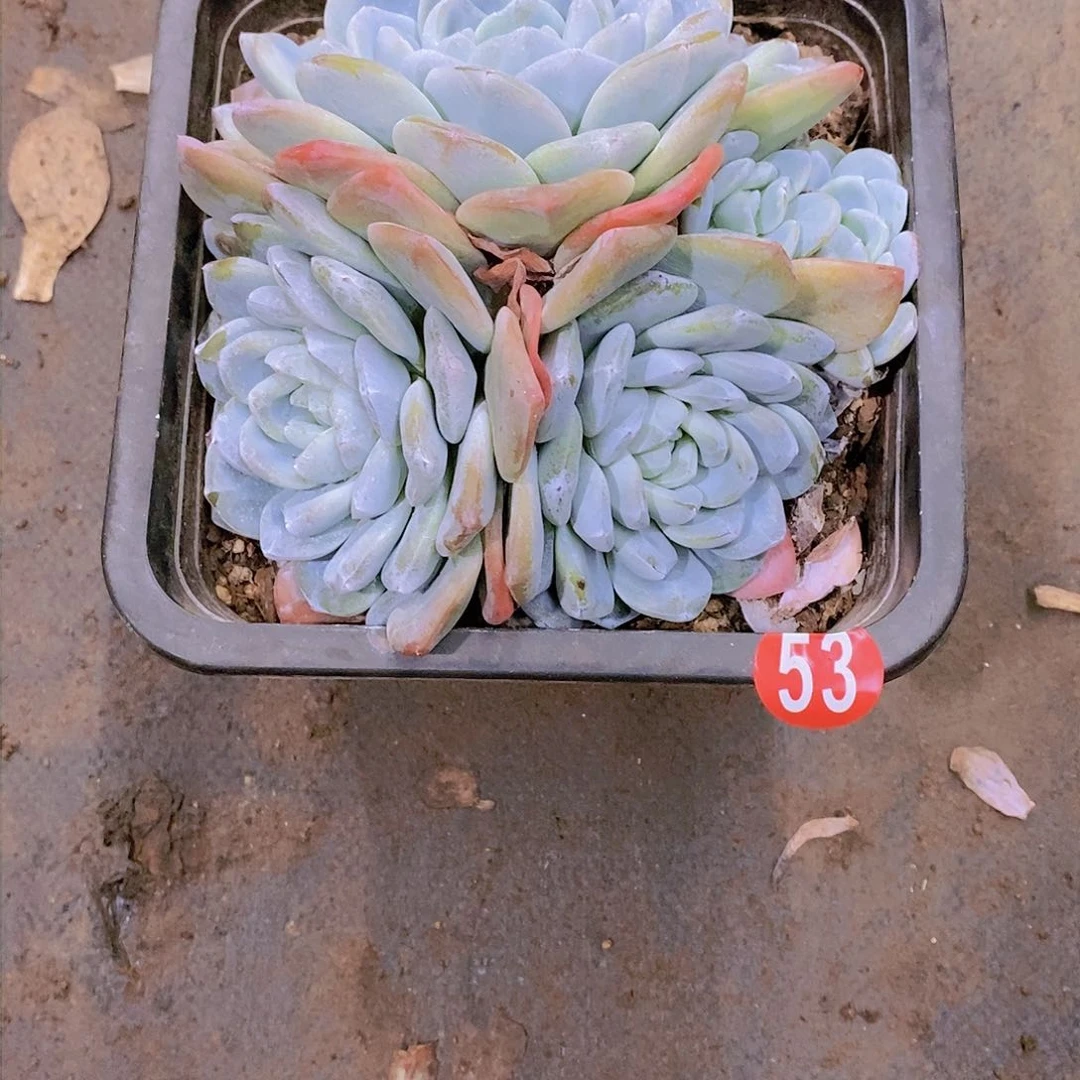 ℋ****࿐冰玉多肉植物