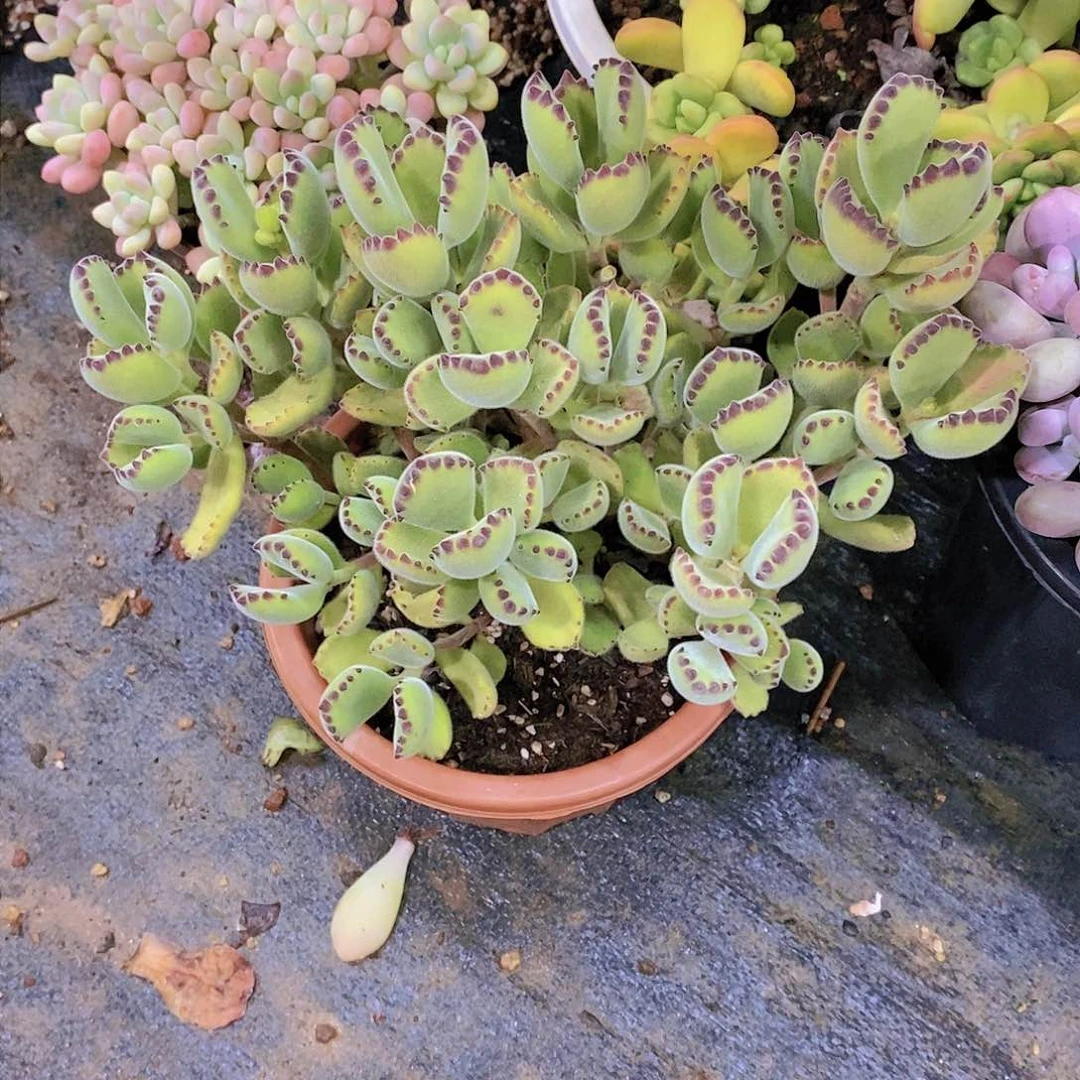 小**肠猫掌多肉植物群