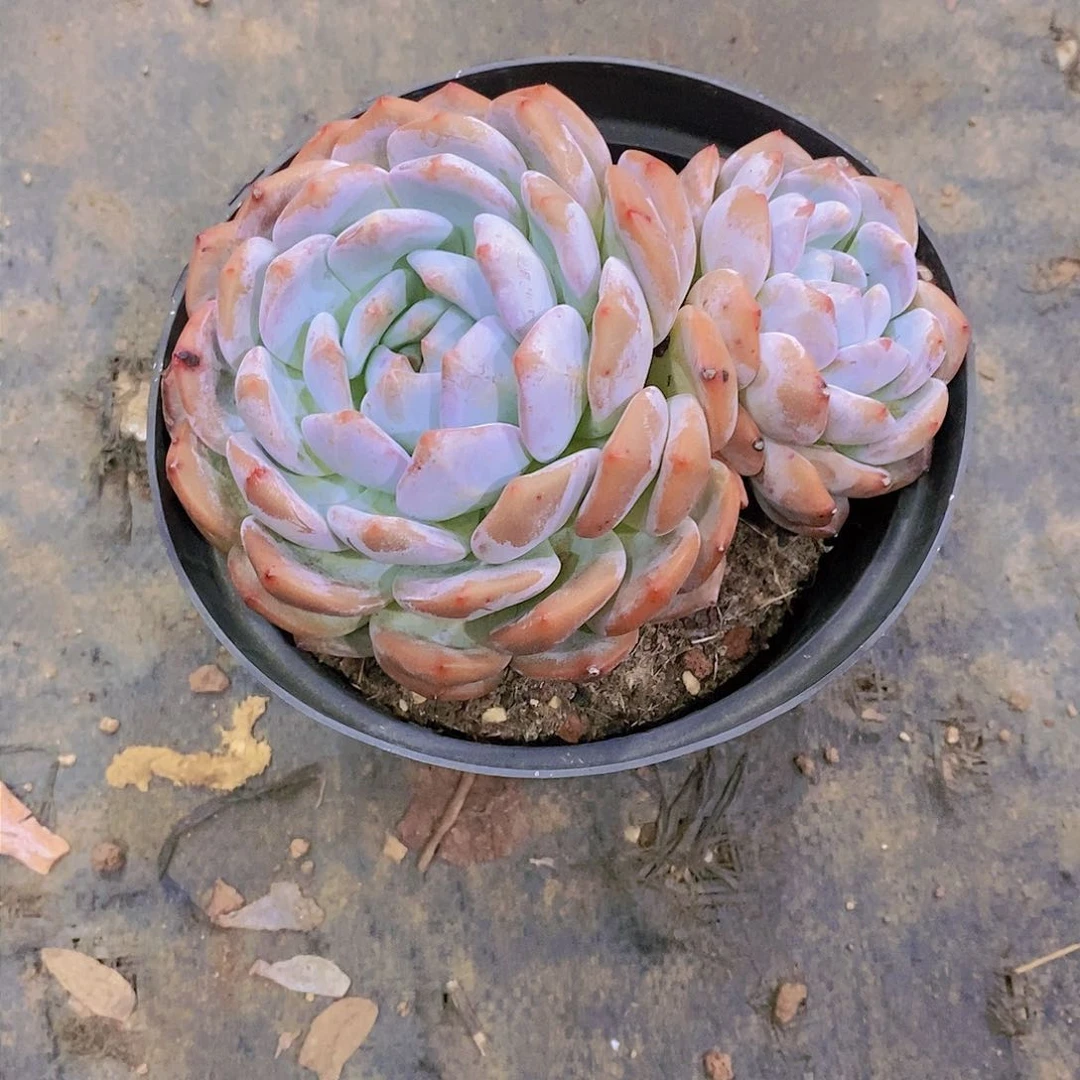 ?****橙子多肉植物