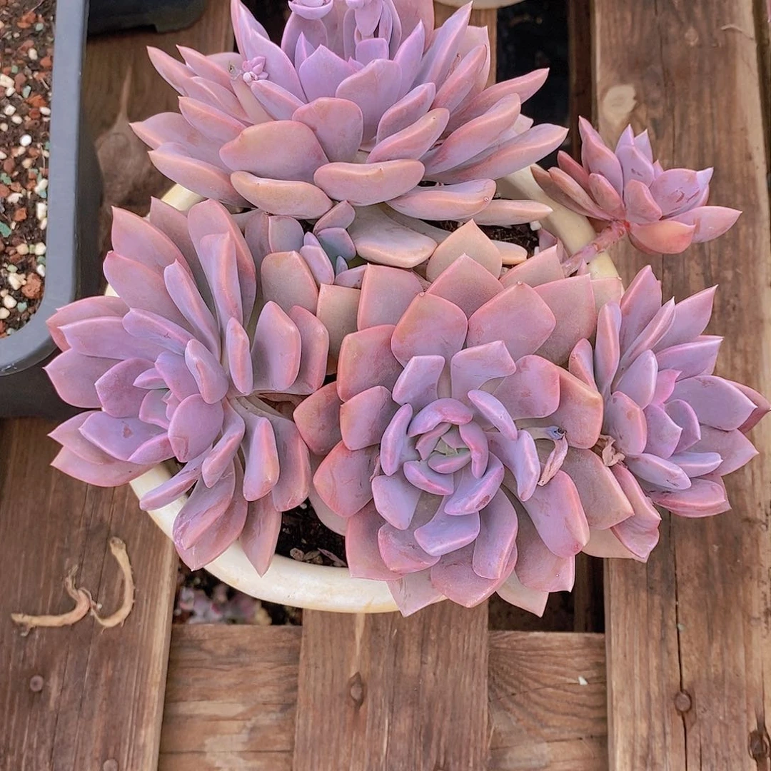 ╰****姐多肉植物老桩