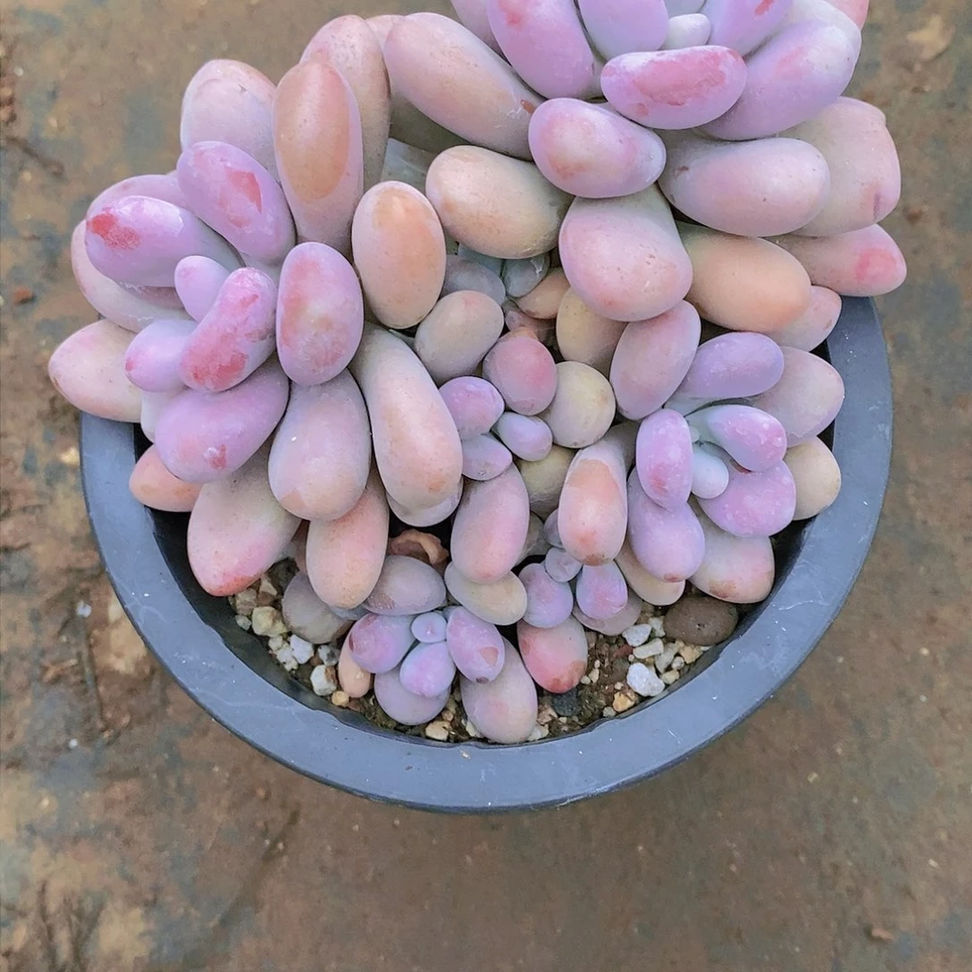 郭**°桃蛋多肉植物老桩