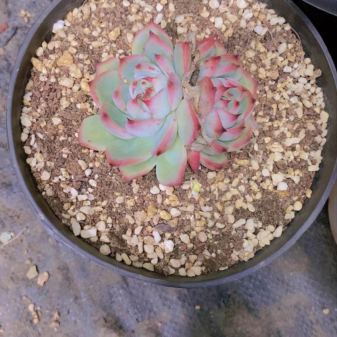 静**听吉娃娃多肉植物