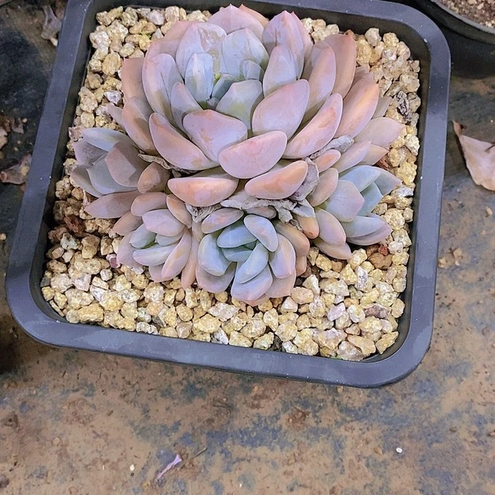 沅奥普杂多肉植物群