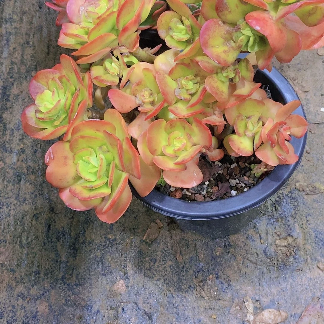 山****洁红梅多肉植物老桩