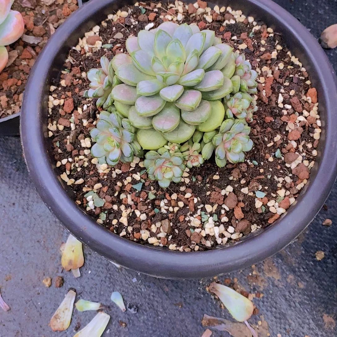 雅*葡萄多肉植物群