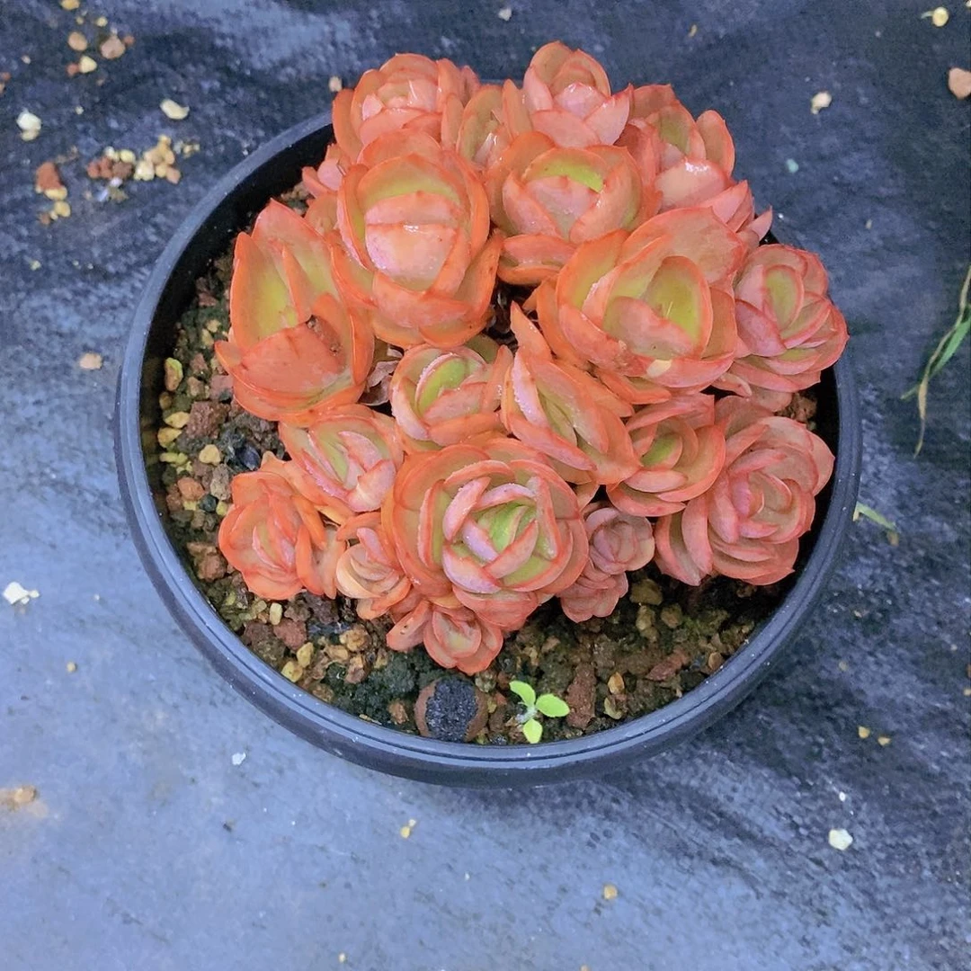 ?*念秀妍多肉植物群