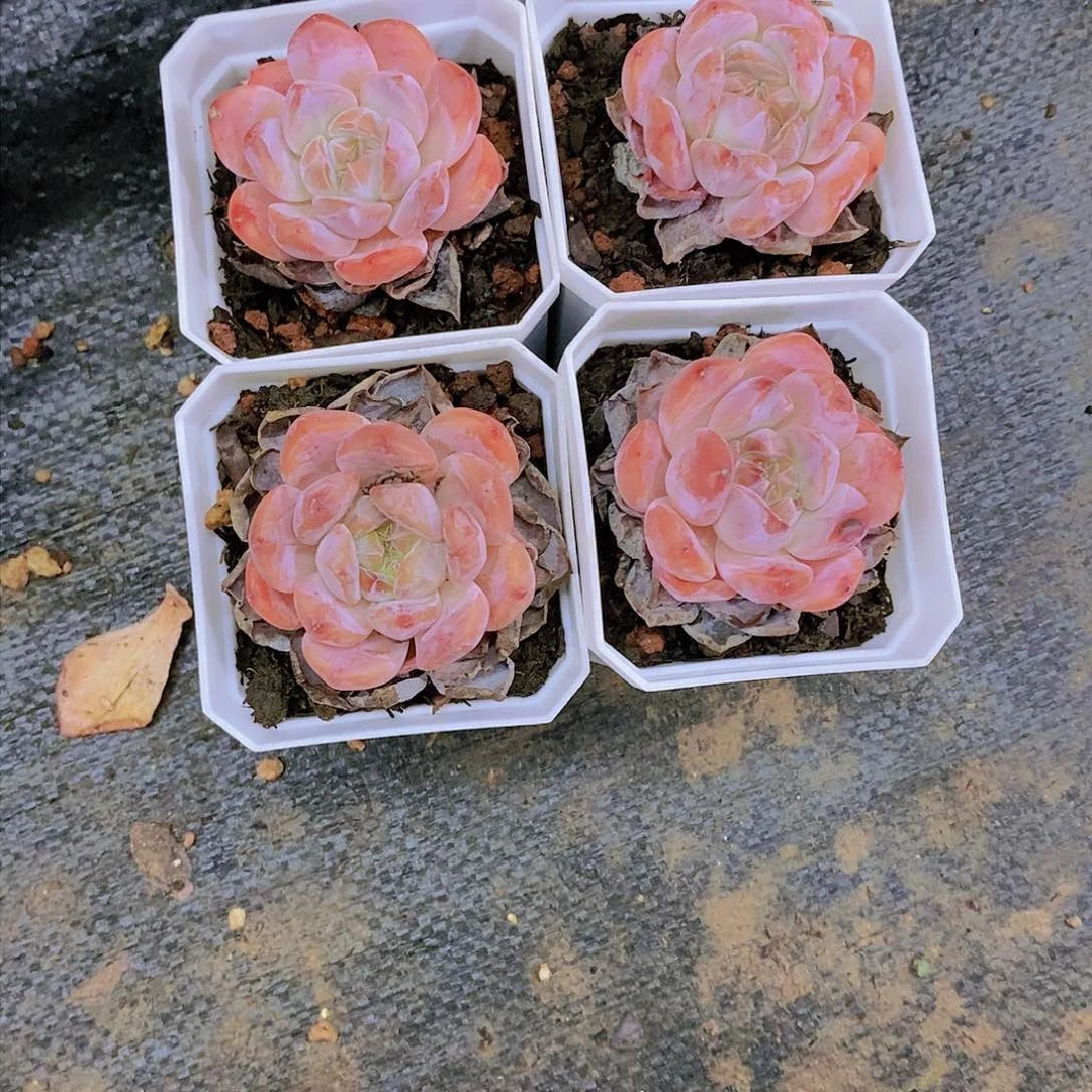 金*冰魄多肉植物四个