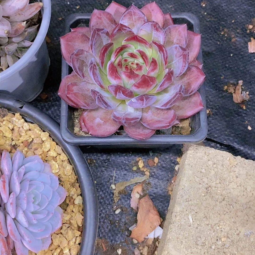 美*夜魔侠多肉植物