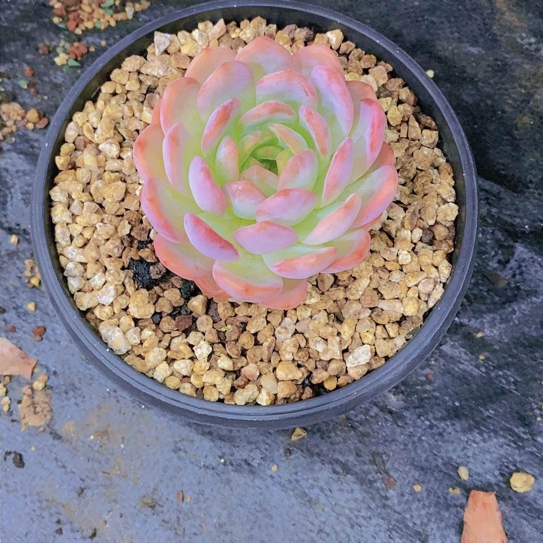 静**听全明星多肉植物