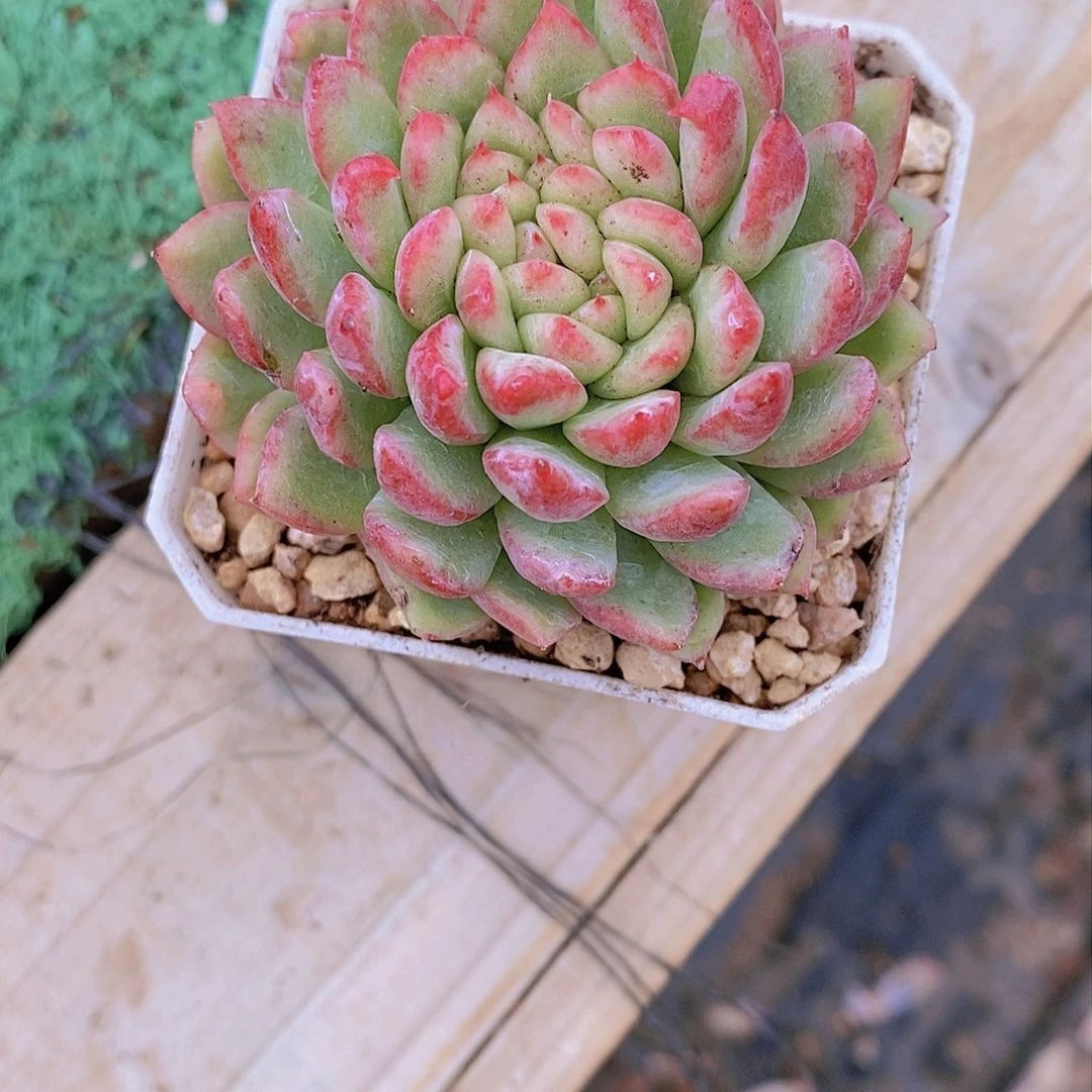?****杂交单头多肉植物老桩