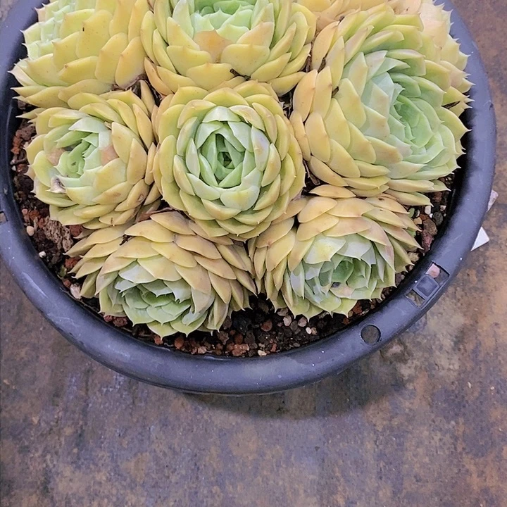 软*多肉植物老桩