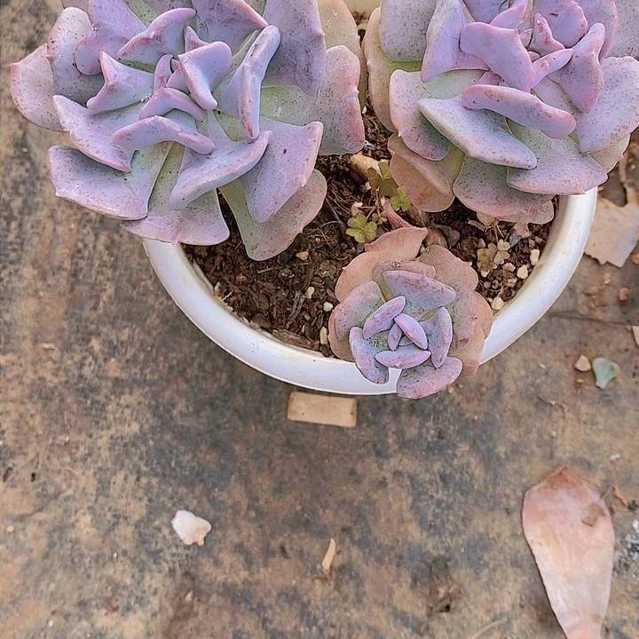 贝*雪精买多肉植物老桩