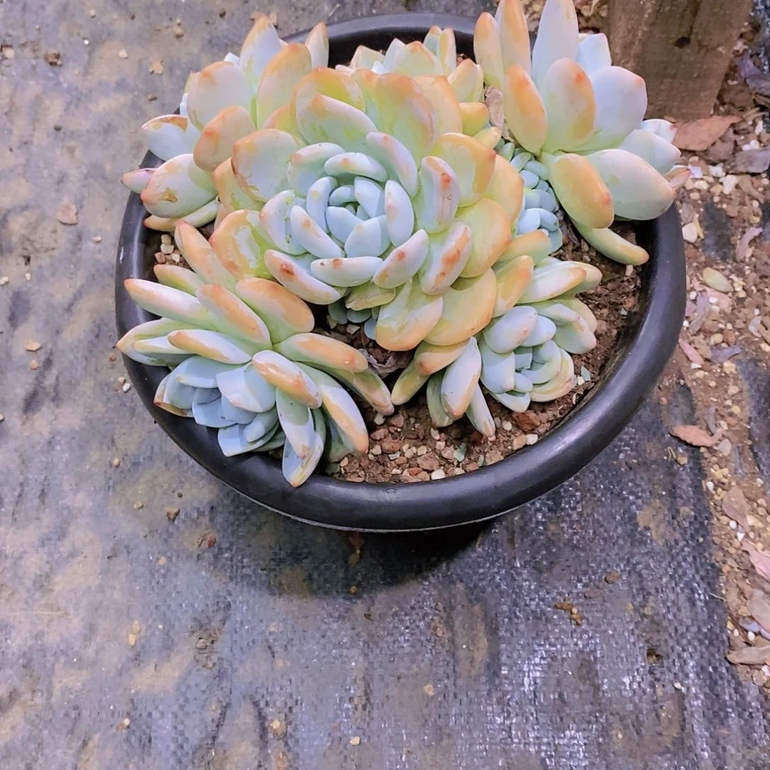 静**听冷香多肉植物群